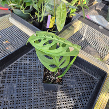 Load image into Gallery viewer, Monstera Esqueleto, Exact Plant Ships Nationwide
