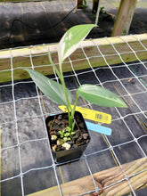 Load image into Gallery viewer, Scindapsus Blue Albo, Exact Plant Variegated Ships Nationwide
