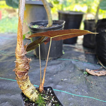 Load image into Gallery viewer, Alocasia Longiloba, Denudata, Exact Plant Large
