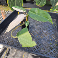Load image into Gallery viewer, Philodendron Whipple Way, Exact Plant Variegated Ships Nationwide
