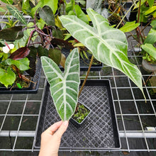 Load image into Gallery viewer, Alocasia Longiloba Lowii, Exact Plant
