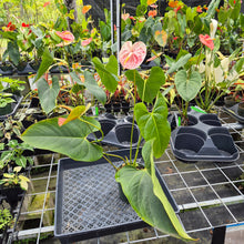 Load image into Gallery viewer, Anthurium Andraeanum Starlight Splash, Exact Plant, Speckled Ships Nationwide
