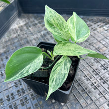 Load image into Gallery viewer, Philodendron Hederaceum, Heart Leaf, Exact Plant Variegated Ships Nationwide

