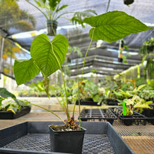 Load image into Gallery viewer, Anthurium Propinquum, Exact Plant Ships Nationwide
