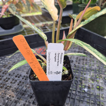 Load image into Gallery viewer, Philodendron Caramel Marble, Exact Plant Variegated Ships Nationwide
