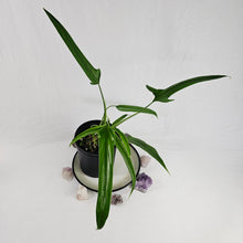 Load image into Gallery viewer, Philodendron Holtonianum, Exact Plant
