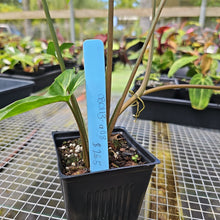 Load image into Gallery viewer, Syngonium Angustatum Little Star, Exact Plant
