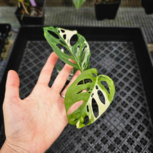 Load image into Gallery viewer, Monstera Adansonii Laniata Albo, Exact Plant Variegated Ships Nationwide
