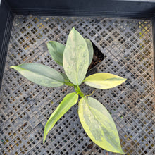 Load image into Gallery viewer, Philodendron Hastatum Silver Sword, Exact Plant Variegated Ships Nationwide
