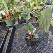 Load image into Gallery viewer, Anthurium Papillilaminum Fort Sherman, Exact Plant Ships Nationwide
