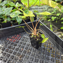 Load image into Gallery viewer, Alocasia Stingray, Exact Plant Ships Nationwide
