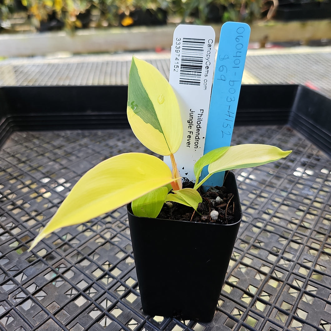 Philodendron Jungle Fever , Exact Plant Variegated Ships Nationwide