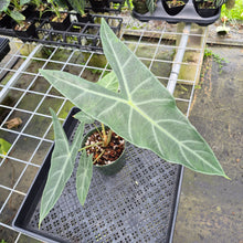 Load image into Gallery viewer, Alocasia Longiloba, Lowii, Argyreia exact plant, Fedex 2day*
