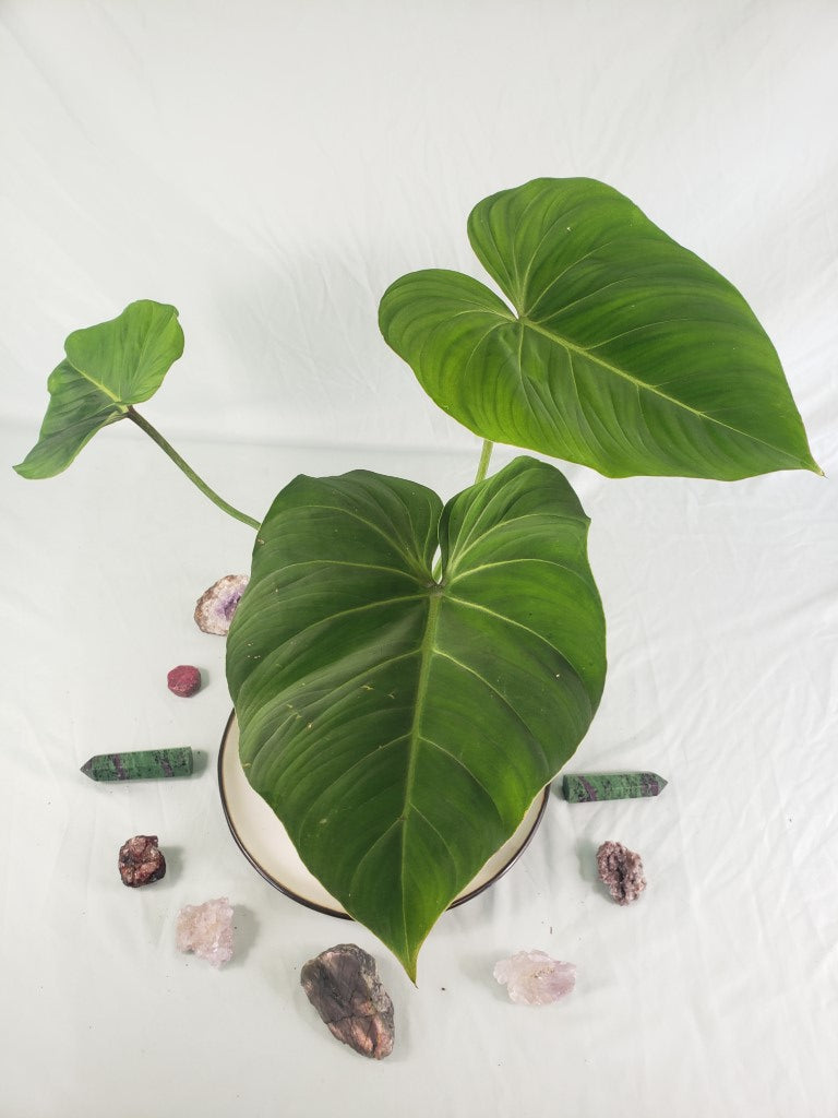 Philodendron Gloriosum, Pink Veined Back, Exact Plant