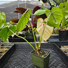 Load image into Gallery viewer, Philodendron Gloriosum, Pink Veined Back, Exact Plant
