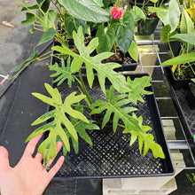Load image into Gallery viewer, Philodendron Radiatum, Exact Plant Variegated Ships Nationwide
