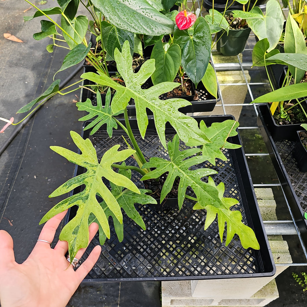 Philodendron Radiatum, Exact Plant Variegated Ships Nationwide