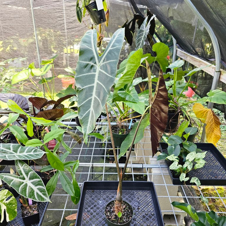 Alocasia Longiloba, Denudata, Exact Plant X-Large