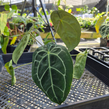 Load image into Gallery viewer, Anthurium &quot;Michelle x Zara&quot; x Noid Hybrid, Exact Plant Ships Nationwide
