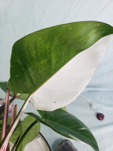 Load image into Gallery viewer, White Princess, Exact Plant, variegated Philodendron
