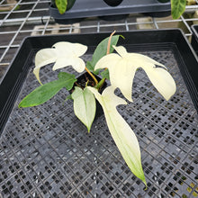 Load image into Gallery viewer, Philodendron Florida Ghost, Exact Plant Ships Nationwide
