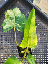Load image into Gallery viewer, Philodendron Domesticum, Exact Plant Variegated Ships Nationwide
