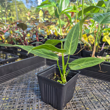 Load image into Gallery viewer, Anthurium Warocqueanum, Queen, Exact Plant Ships Nationwide
