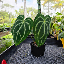 Load image into Gallery viewer, Anthurium Magnificum X Red Crystalinum, Exact Plant Ships Nationwide
