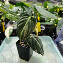 Load image into Gallery viewer, Philodendron Melanochrysum, Exact Plant Variegated Ships Nationwide
