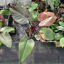 Load image into Gallery viewer, Philodendron Orange Princess, Exact Plant Variegated Ships Nationwide

