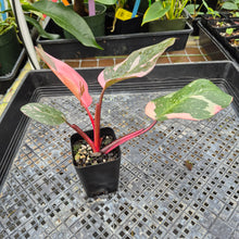 Load image into Gallery viewer, Philodendron Pink Princess Galaxy, Exact Plant Variegated Ships Nationwide
