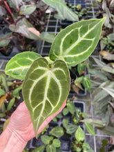 Load image into Gallery viewer, Anthurium Magnificum x Papillilaminum 2.5" pot, Fedex 2day*
