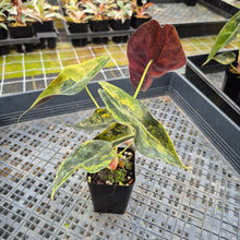 Load image into Gallery viewer, Alocasia Sedenii Aurea Variegated exact plant, Fedex 2day*
