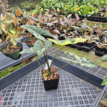 Load image into Gallery viewer, Alocasia Simpo Albo variegated 4" pot, Fedex 2day*
