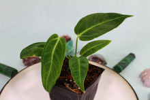 Load image into Gallery viewer, Anthurium Cirinoi Exact Plant Ships nationwide
