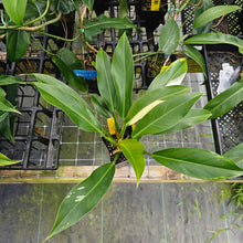 Load image into Gallery viewer, Philodendron Wend Imbe, Exact Plant Variegated Ships Nationwide
