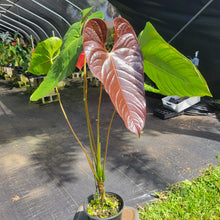 Load image into Gallery viewer, Anthurium Moodeanum x Andraeanum, Exact Plant, Speckled Ships Nationwide
