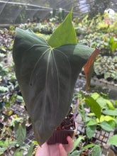 Load image into Gallery viewer, Anthurium Papillilaminum Fort Sherman X ( FS X Ralph Lynam) 8" pot, Fedex 2day
