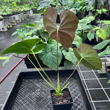 Load image into Gallery viewer, Anthurium Moodeanum, Exact Plant Ships Nationwide
