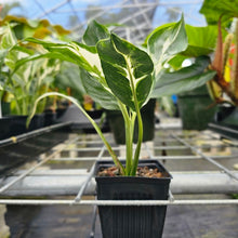 Load image into Gallery viewer, spathiphyllum galaxy, Exact Plant Variegated Ships Nationwide
