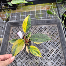 Load image into Gallery viewer, Philodendron Red Congo, Exact Plant Variegated Ships Nationwide
