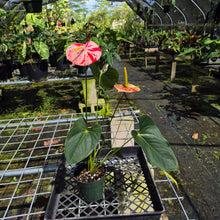 Load image into Gallery viewer, Anthurium Shibori, Exact Plant Variegated
