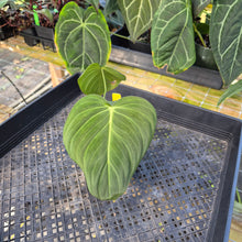 Load image into Gallery viewer, Philodendron Glorious, Exact Plant Ships Nationwide
