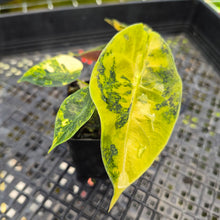 Load image into Gallery viewer, Alocasia Sedenii Aurea Variegated, Exact Plant Ships Nationwide
