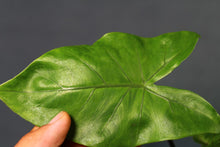 Load image into Gallery viewer, Variegated Alocasia Black Stem Exact Plant
