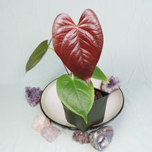 Load image into Gallery viewer, Anthurium Red Beauty 4&quot; pot, ships nationwide
