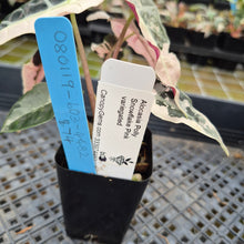 Load image into Gallery viewer, Alocasia Polly Snowflake Pink variegated exact plant, Fedex 2day*
