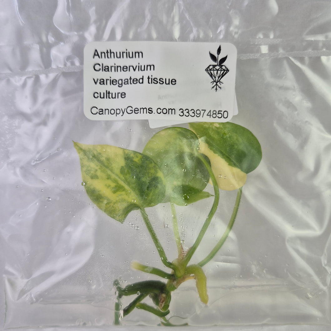 Anthurium Clarinervium variegated tissue culture 2DayAir