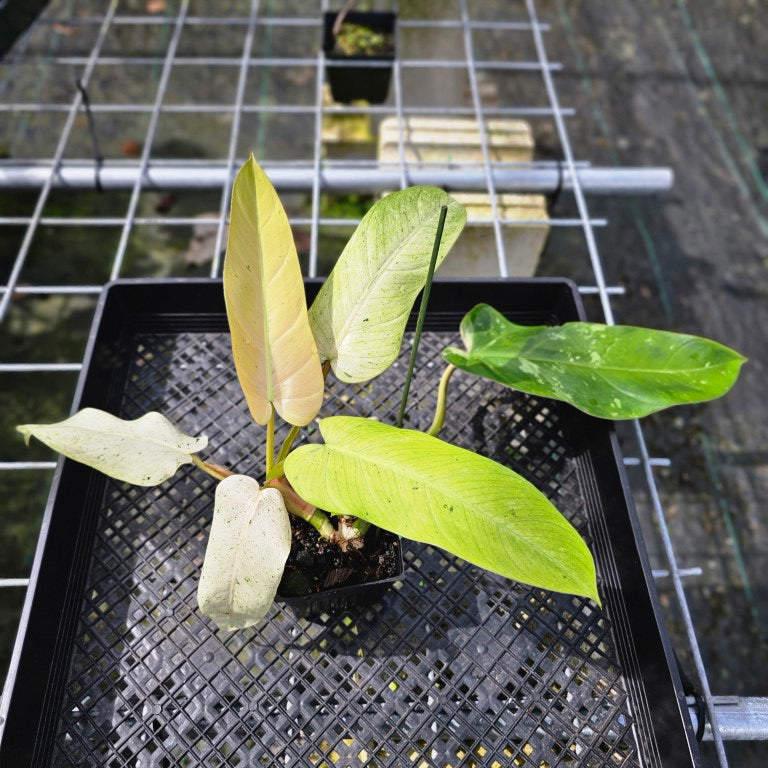 Philodendron Whipple Way, Exact Plant Variegated