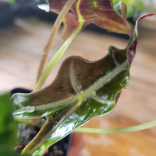 Load image into Gallery viewer, Alocasia sanderiana 'Nobilis' Aurea, Exact Plant Ships Nationwide
